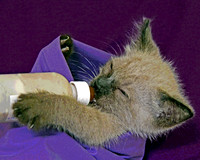 Kitty and Bottle 333