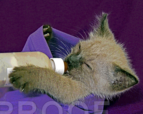 Kitty and Bottle 333