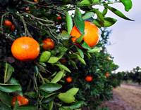 Orange 016