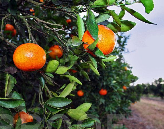 Orange 016
