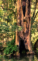 Eustis IMG_0397