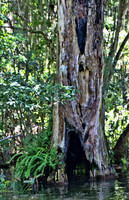 Eustis 0397