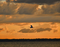 Eustis IMG_0423