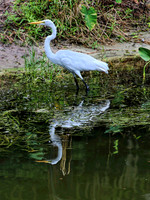 Eustis IMG_0243