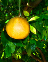 fruit 01 solo