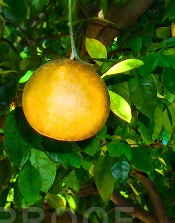 fruit 01 solo