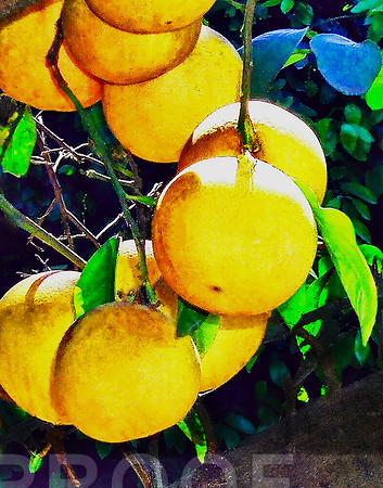 Grapefruit bunch