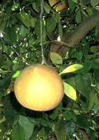 Single Grapefruit
