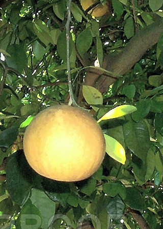 Single Grapefruit