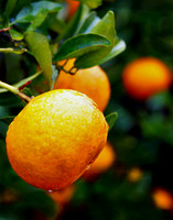 Orange 030