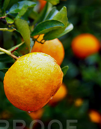 Orange 030