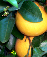 Seasons Citrus and Bud
