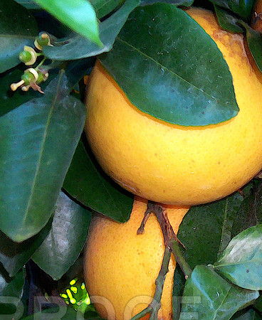 Seasons Citrus and Bud