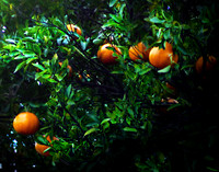 Orange tree 2180