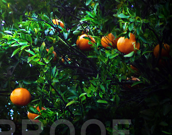 Orange tree 2180