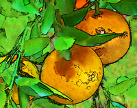 Orange CT 018