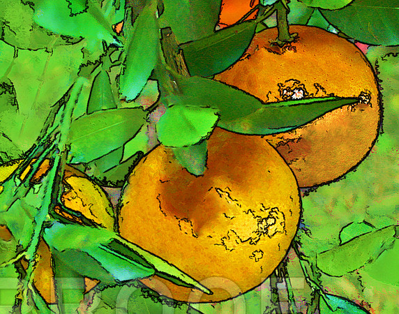 Orange CT 018