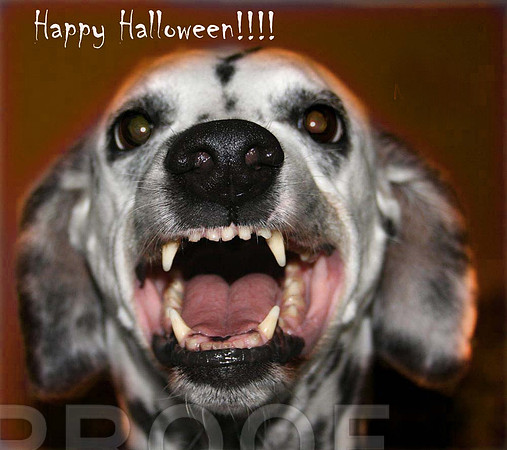 happy halloween dalmatian
