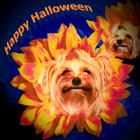 happy halloween yorkie