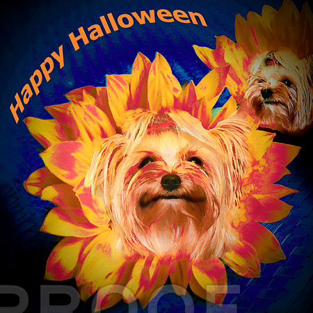 happy halloween yorkie