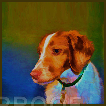 Sonny as Dog Art