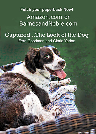 Captured...The Look of the Dog - Fetch your paperback Now!