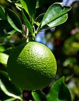 green 022
