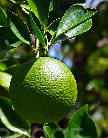 green 022