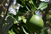 green single jpg