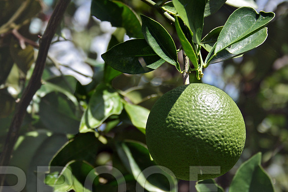 green single jpg