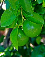green 124