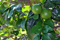 green bunch on tree.jpg