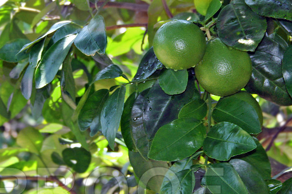 green bunch on tree.jpg