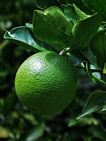 green 033