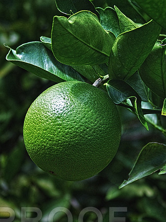 green 033