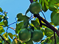 green 152