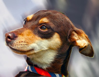 Alec 1 ADOPTED!