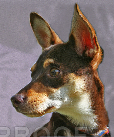 Alec 3