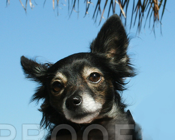 buster 104.jpg