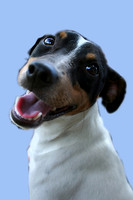 Rat Terrier Mix