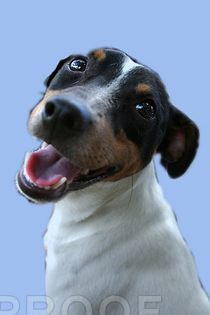 Rat Terrier Mix