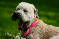 Yawn by Wheaten