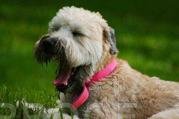 Yawn by Wheaten