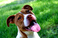 Pit Bull Terrier Mix Pupp