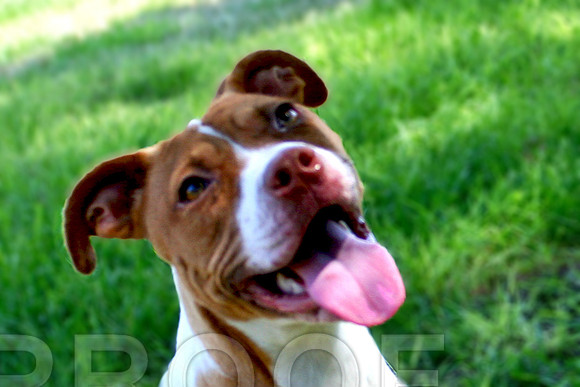 Pit Bull Terrier Mix Pupp