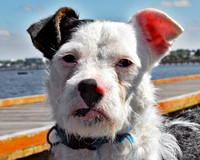 Terrier Mix 156