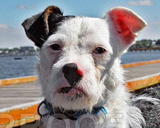 Terrier Mix 156