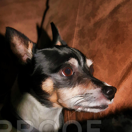 maggie bz 2014_1468