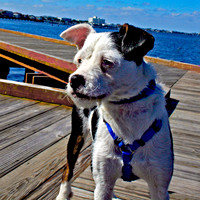 On the Dock