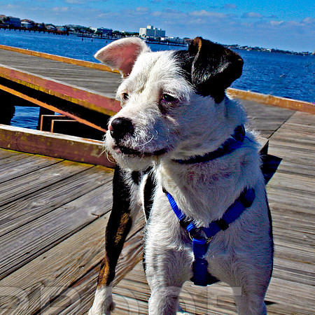On the Dock
